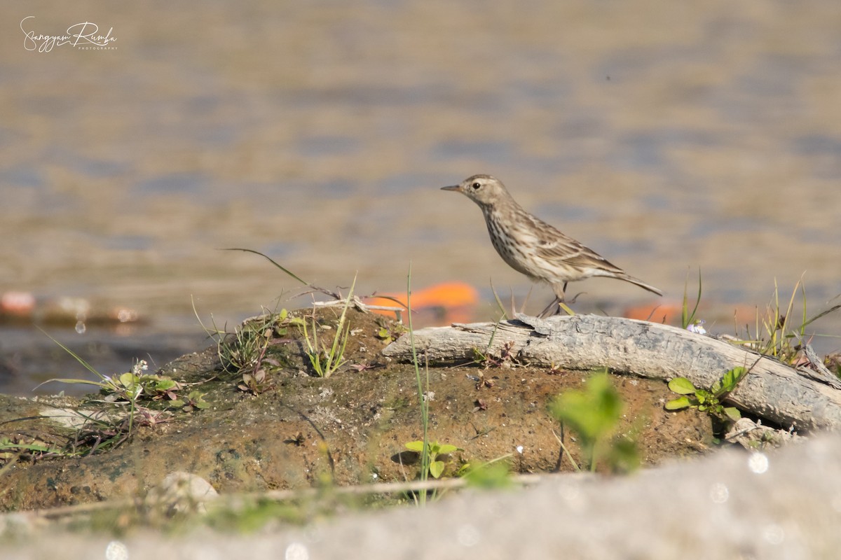 Water Pipit - ML620847706
