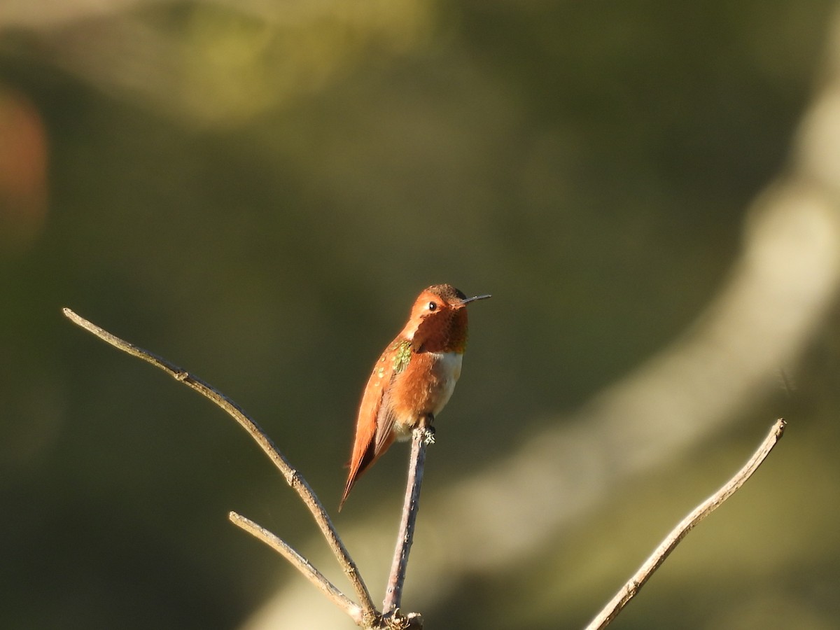 Rufous Hummingbird - ML620847715