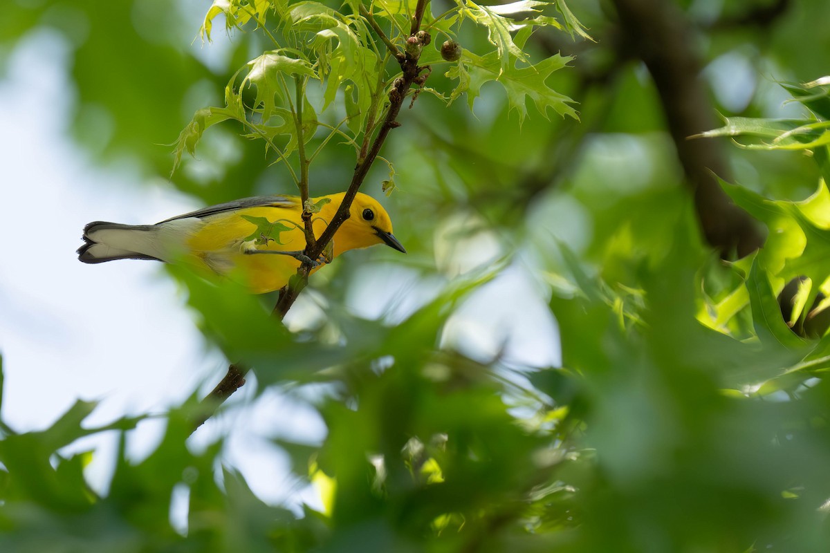 Prothonotary Warbler - ML620847724