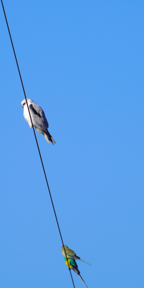 Black-shouldered Kite - ML620847792