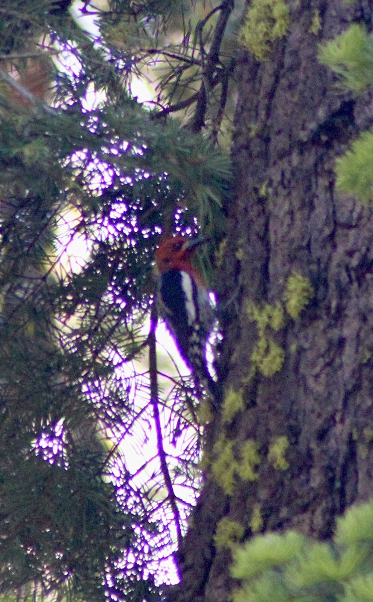 Red-breasted Sapsucker - ML620847820