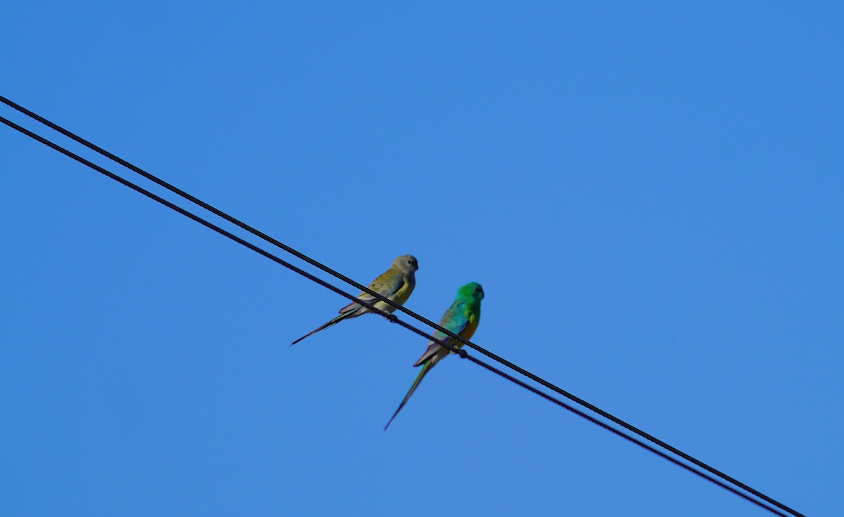 Red-rumped Parrot - ML620847833