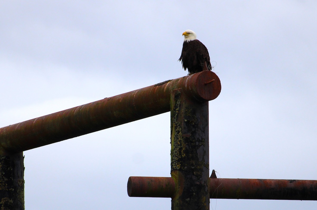 Bald Eagle - ML620847900