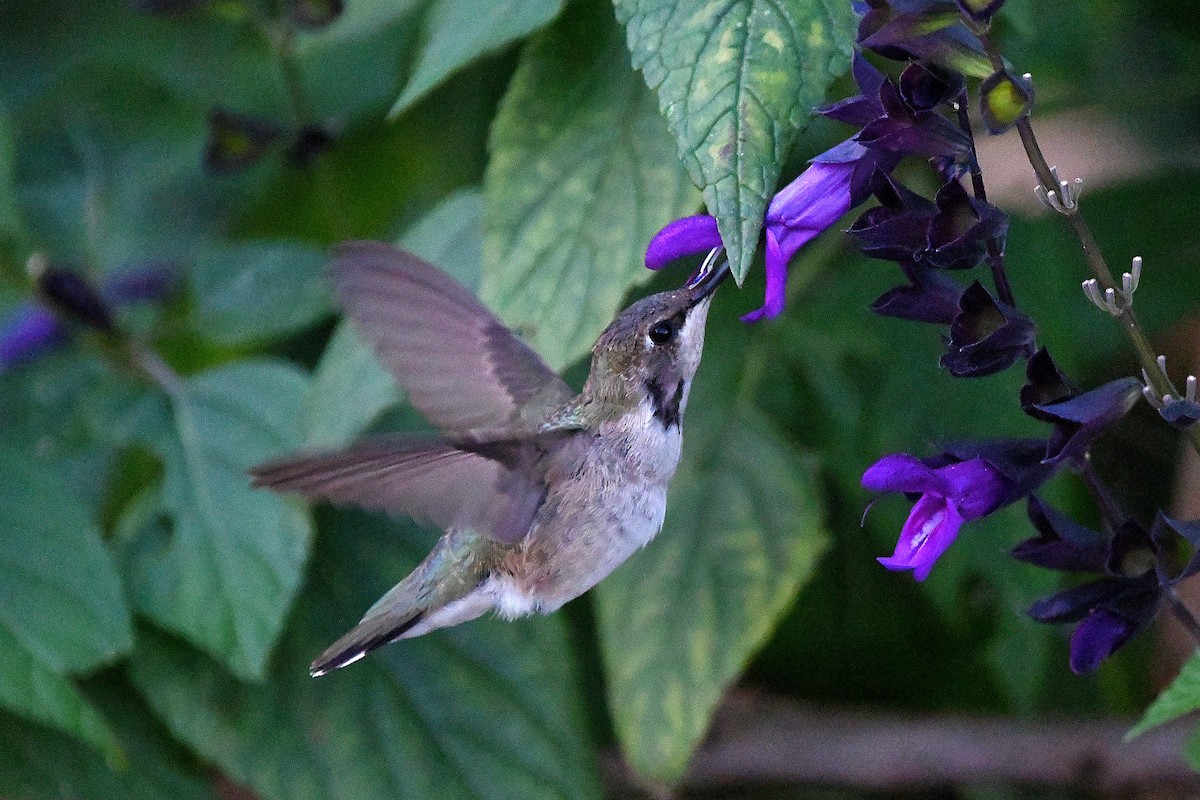 Black-chinned Hummingbird - ML620847901