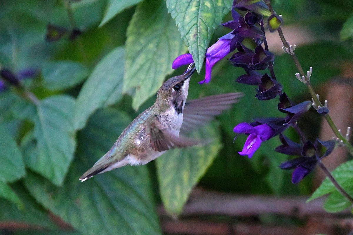 Black-chinned Hummingbird - ML620847902
