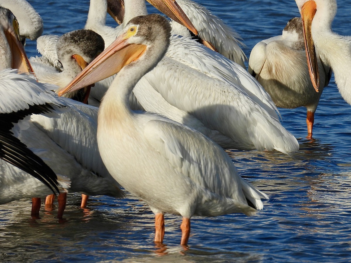 pelikán severoamerický - ML620847904