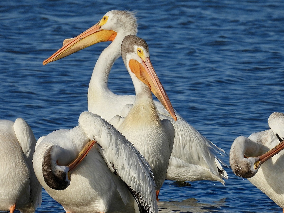 pelikán severoamerický - ML620847906