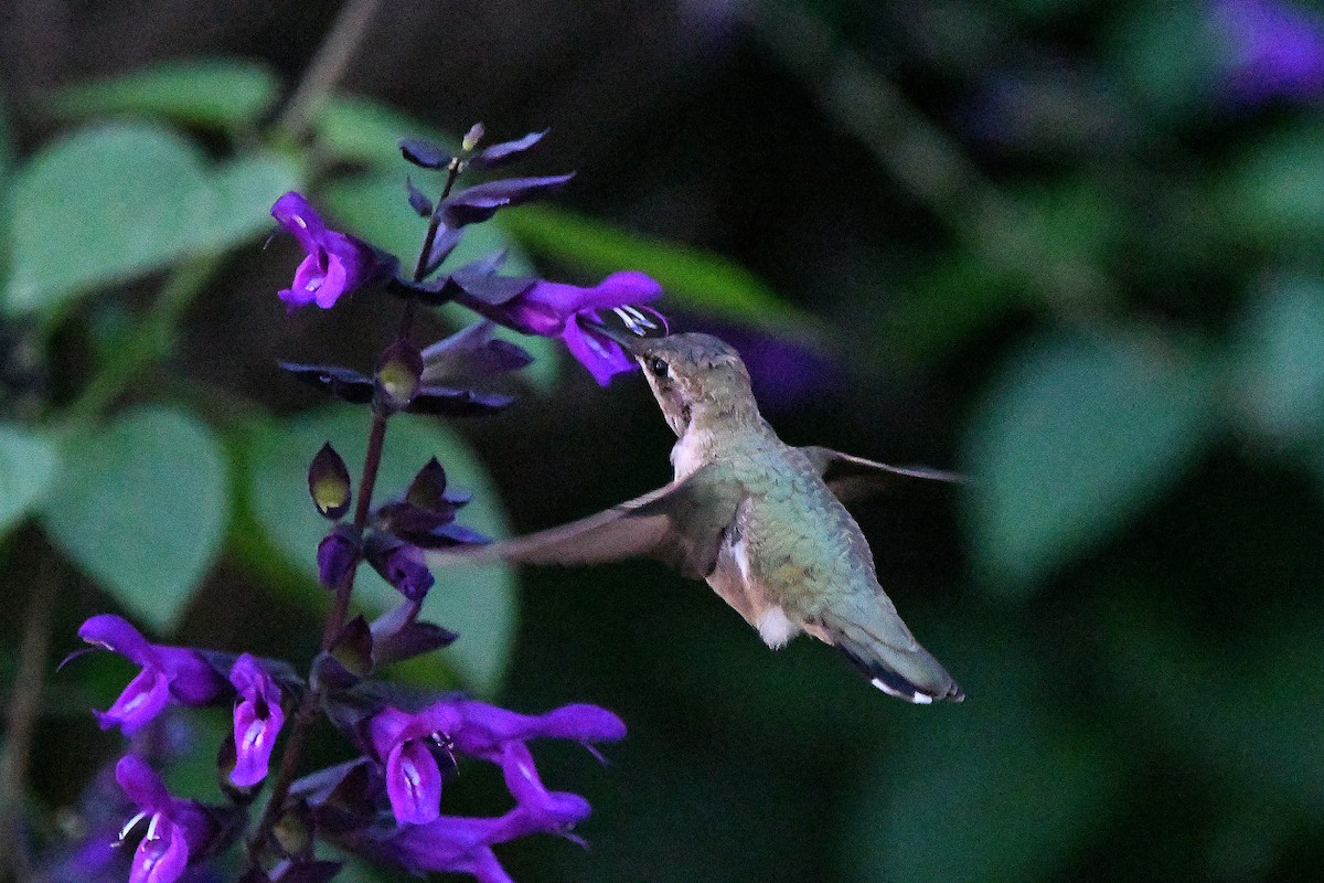 Black-chinned Hummingbird - ML620847914