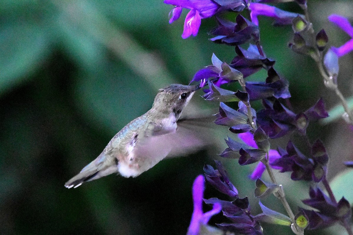Black-chinned Hummingbird - ML620847915