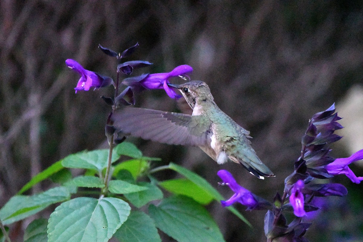 Black-chinned Hummingbird - ML620847923