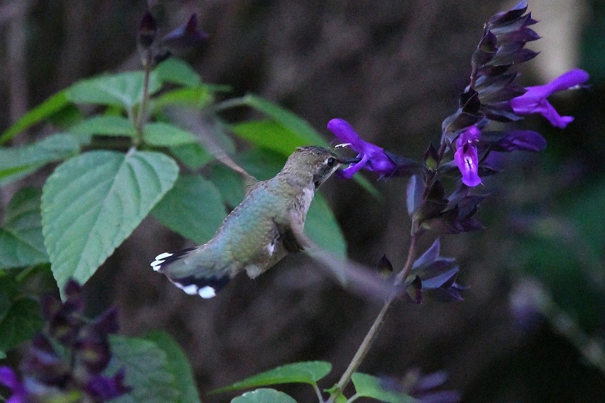 Black-chinned Hummingbird - ML620847925