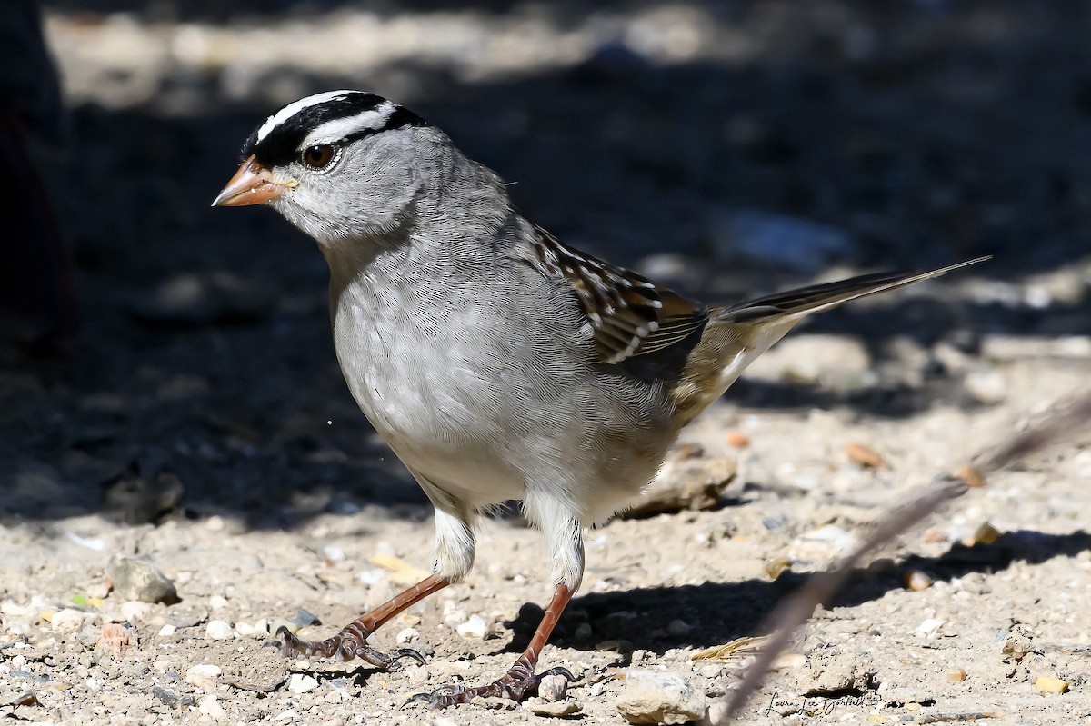 White-crowned Sparrow - ML620847941