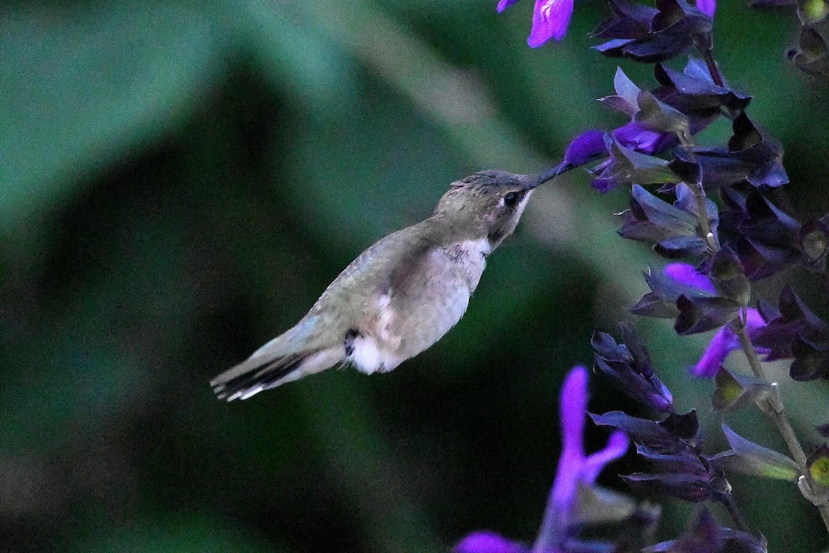 Black-chinned Hummingbird - ML620847942