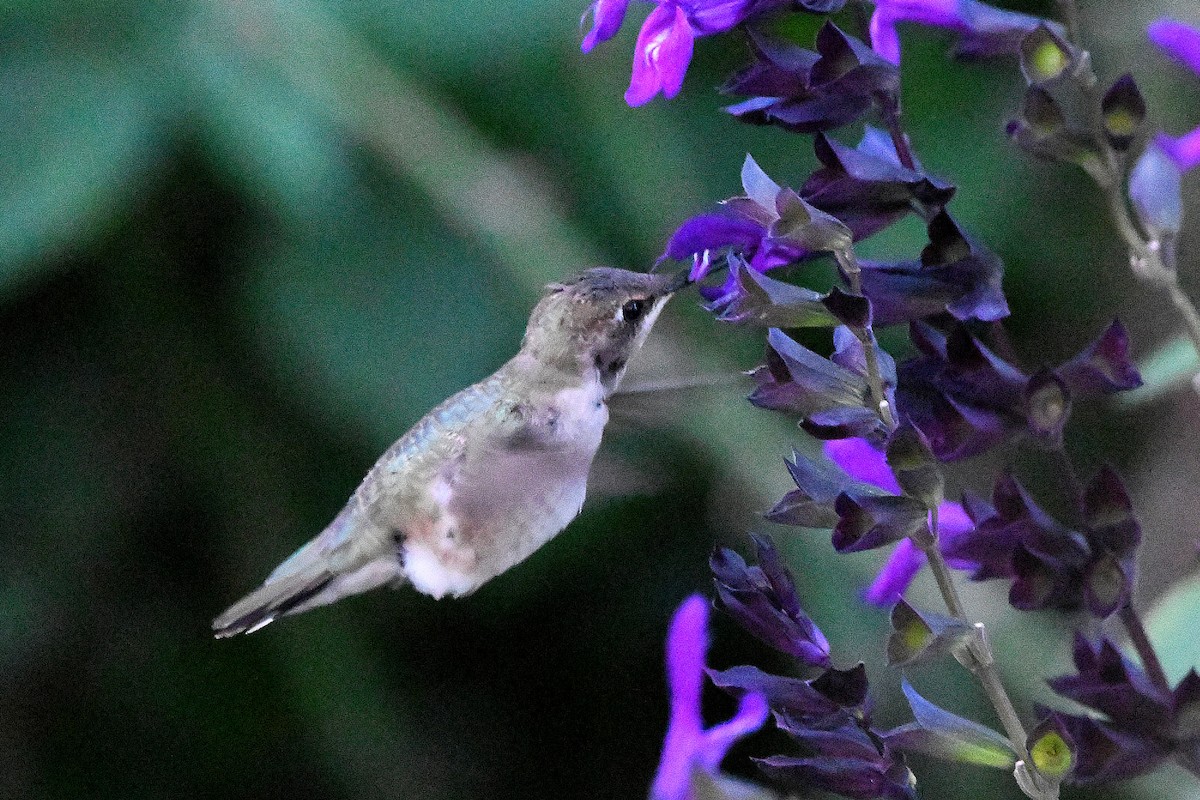 Black-chinned Hummingbird - ML620847943
