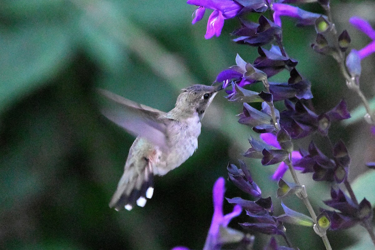 Black-chinned Hummingbird - ML620847945