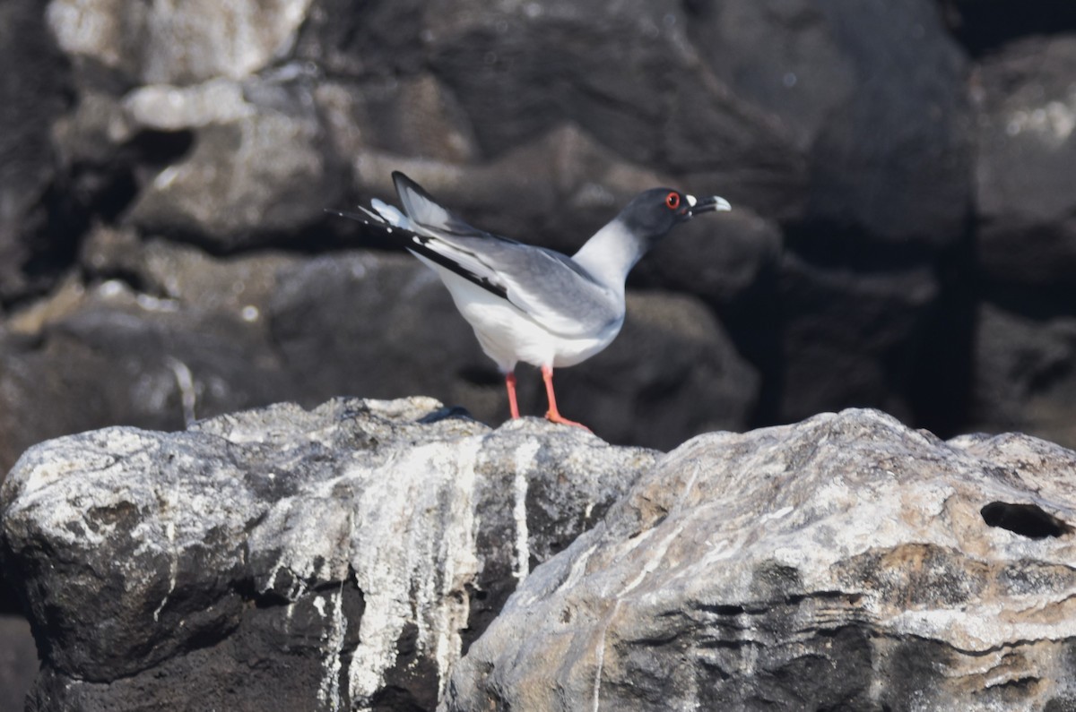 Swallow-tailed Gull - ML620847946