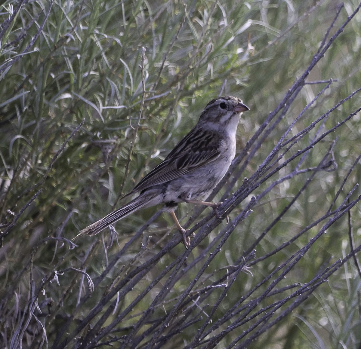 Brewer's Sparrow - Nancy Ellington