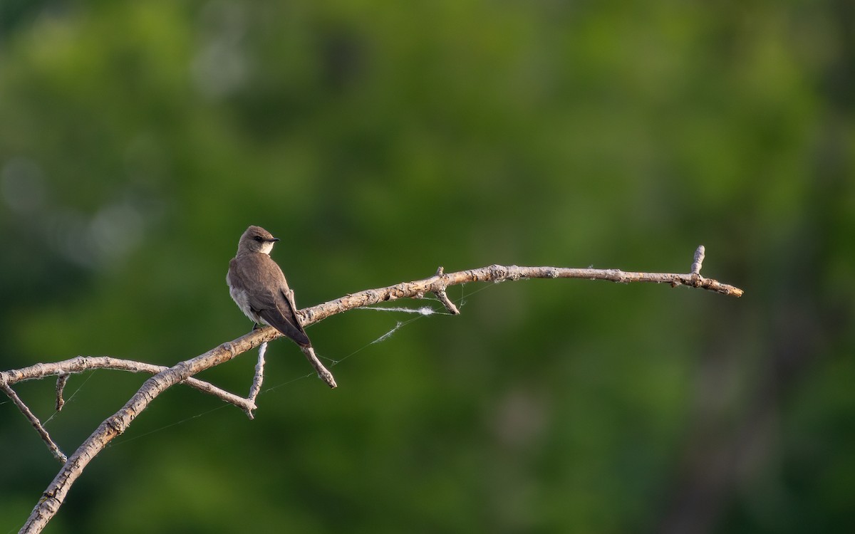 Northern Rough-winged Swallow - ML620847967