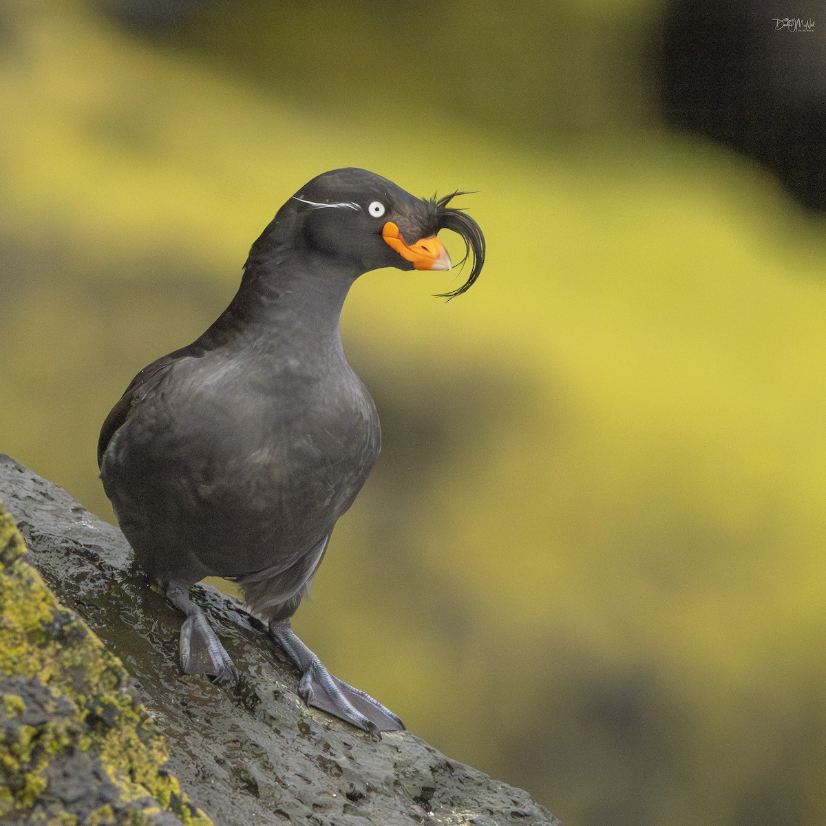 Crested Auklet - ML620848013