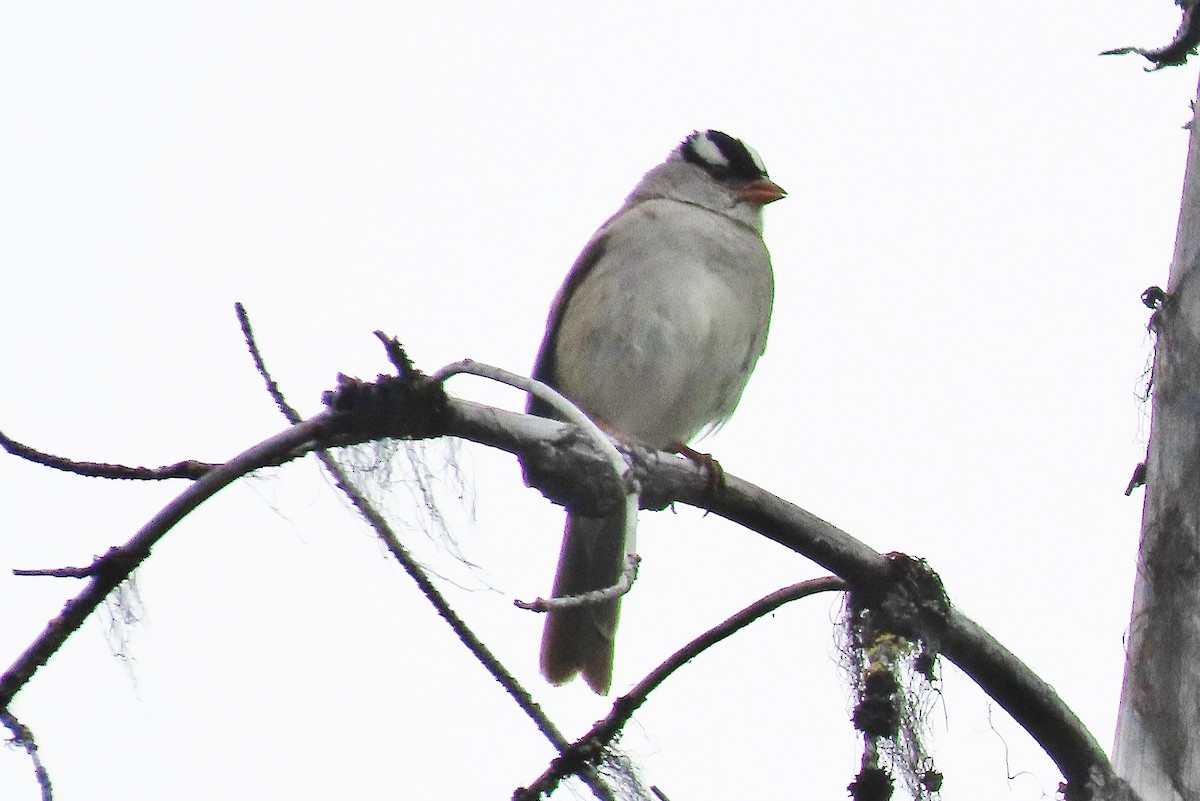White-crowned Sparrow - ML620848029