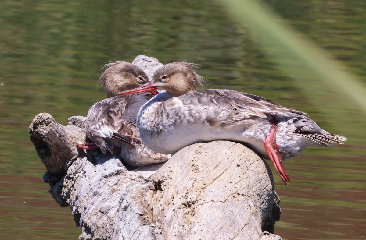 Red-breasted Merganser - ML620848033