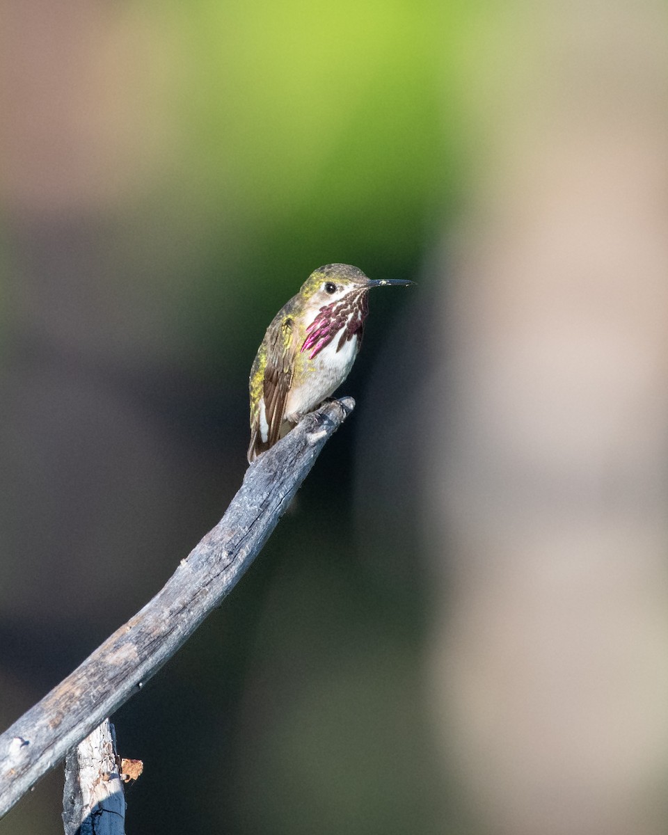 Calliope Hummingbird - ML620848046