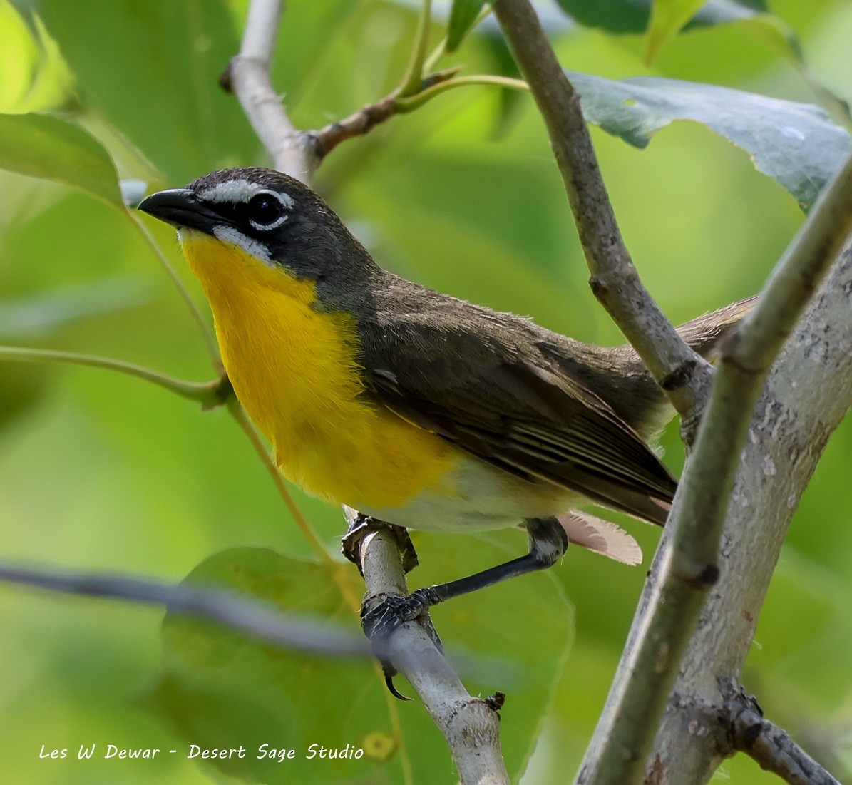 Yellow-breasted Chat - ML620848057