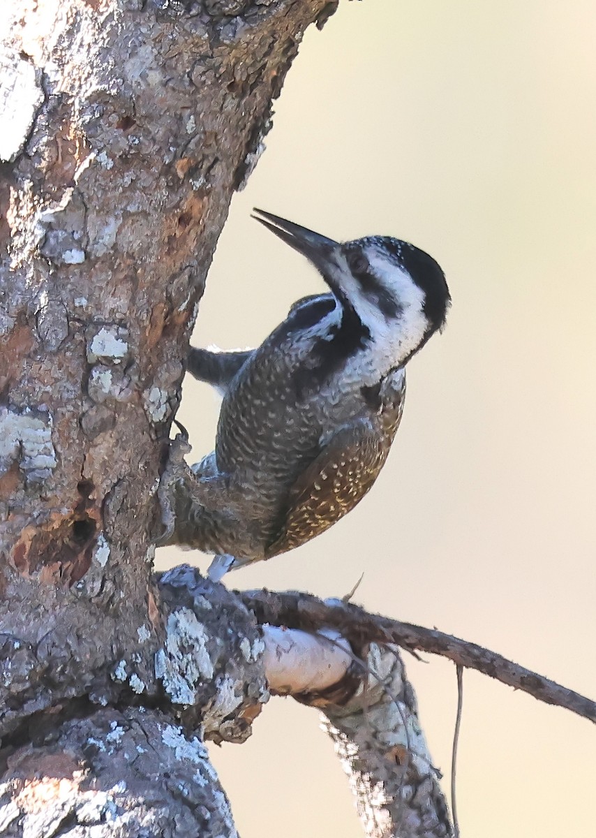 Bearded Woodpecker - ML620848071