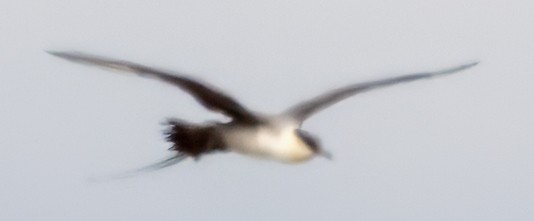 Long-tailed Jaeger - ML620848081