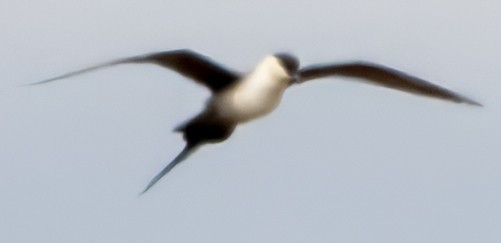 Long-tailed Jaeger - ML620848082