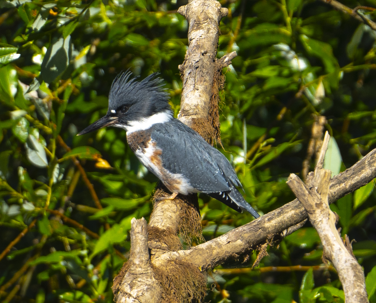Belted Kingfisher - ML620848101