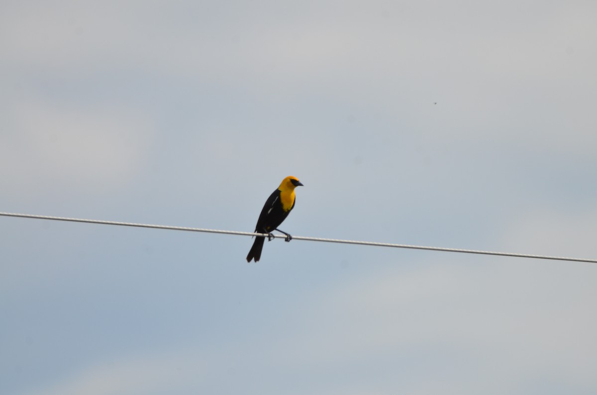 Yellow-headed Blackbird - ML620848128