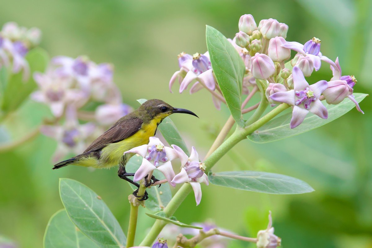 Purple Sunbird - Sourav Mandal