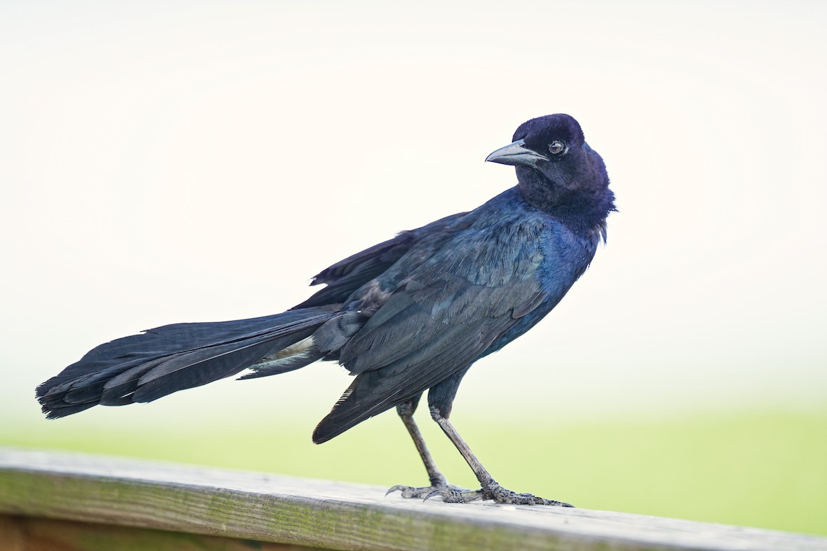 Boat-tailed Grackle - ML620848152