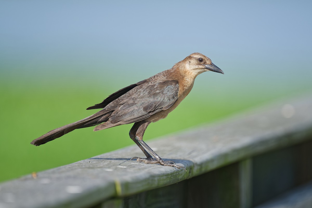 Boat-tailed Grackle - ML620848153