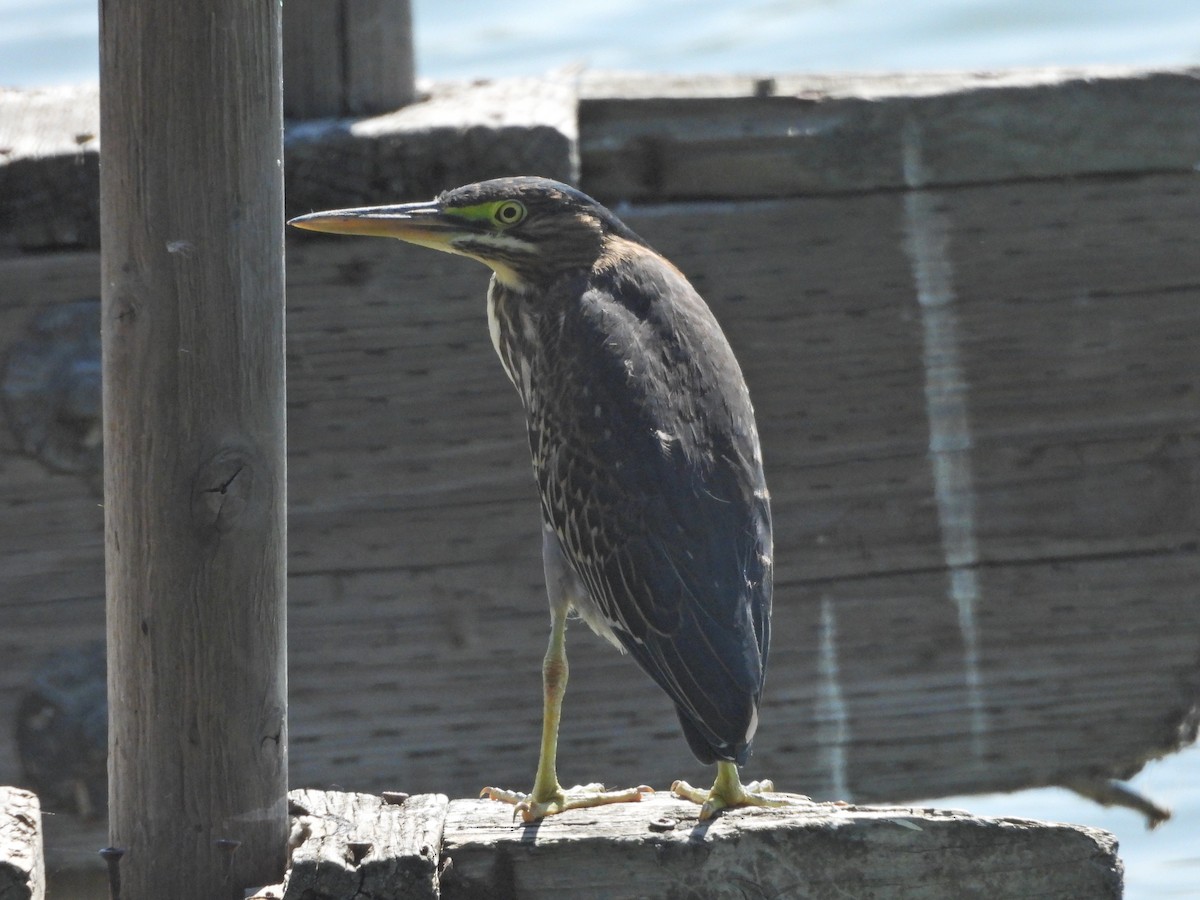 Green Heron - ML620848155