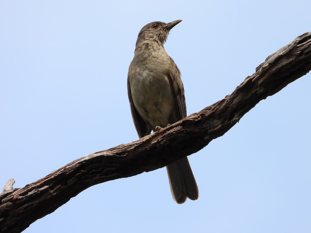 Pale-breasted Thrush - ML620848156