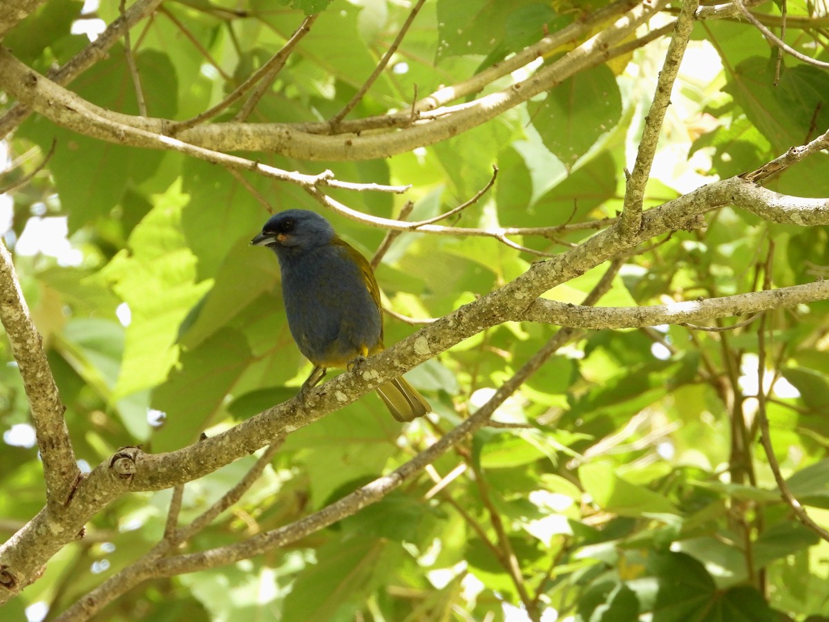 Blue-capped Tanager - ML620848163