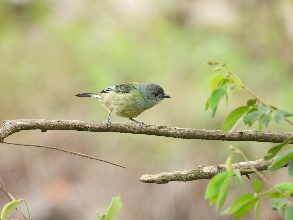 Black-headed Tanager - ML620848164