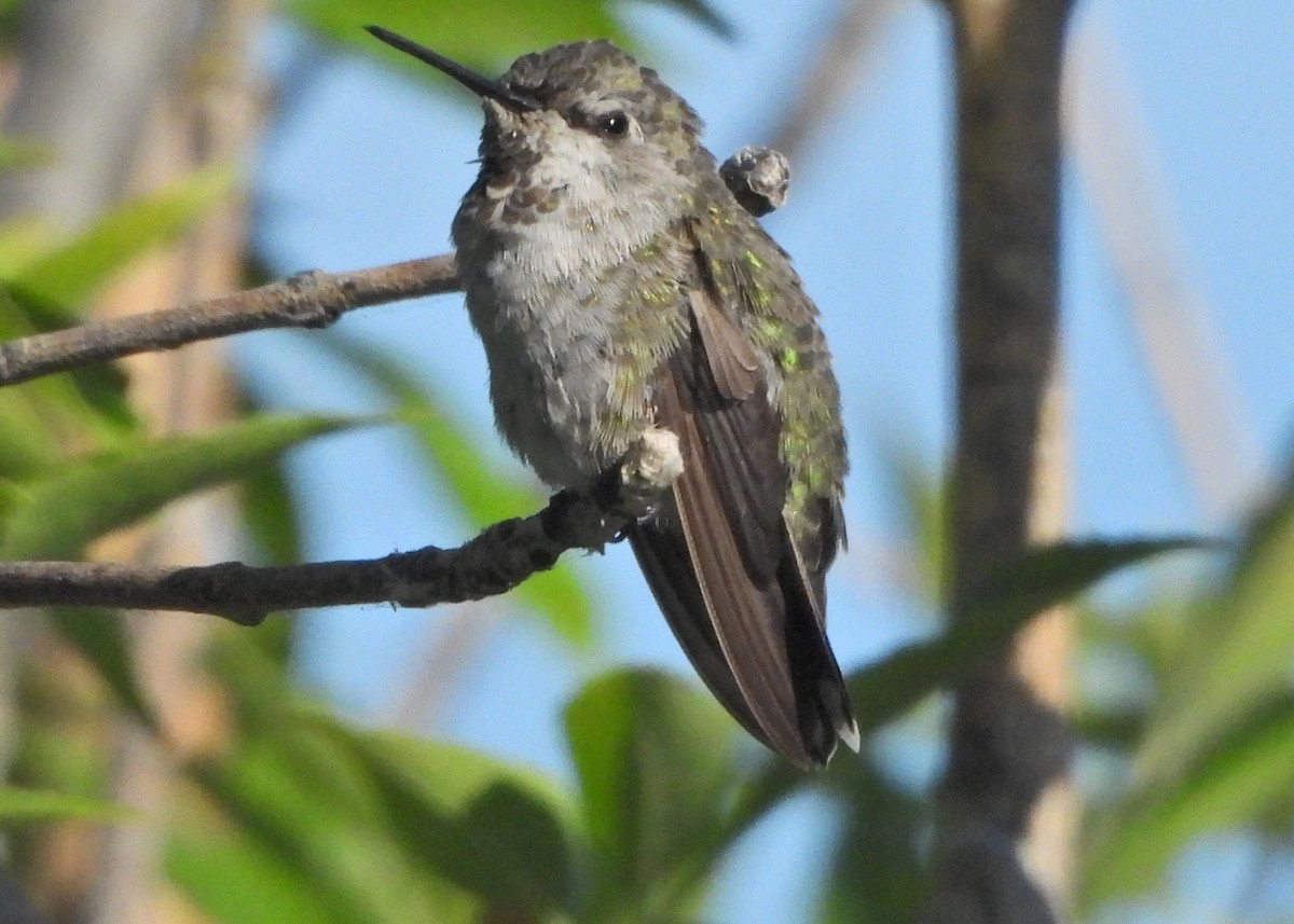 Anna's Hummingbird - ML620848172