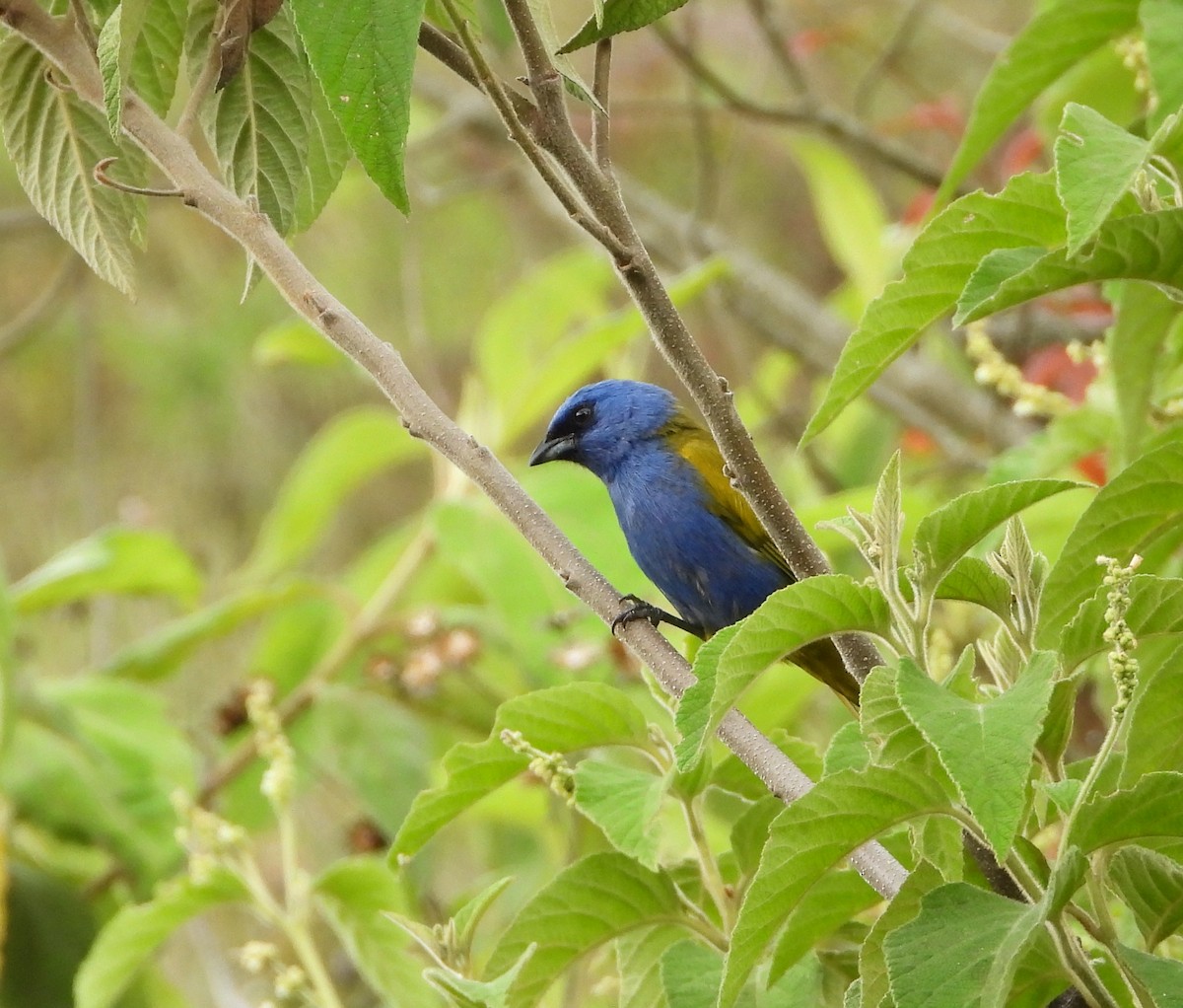 Blue-capped Tanager - ML620848173