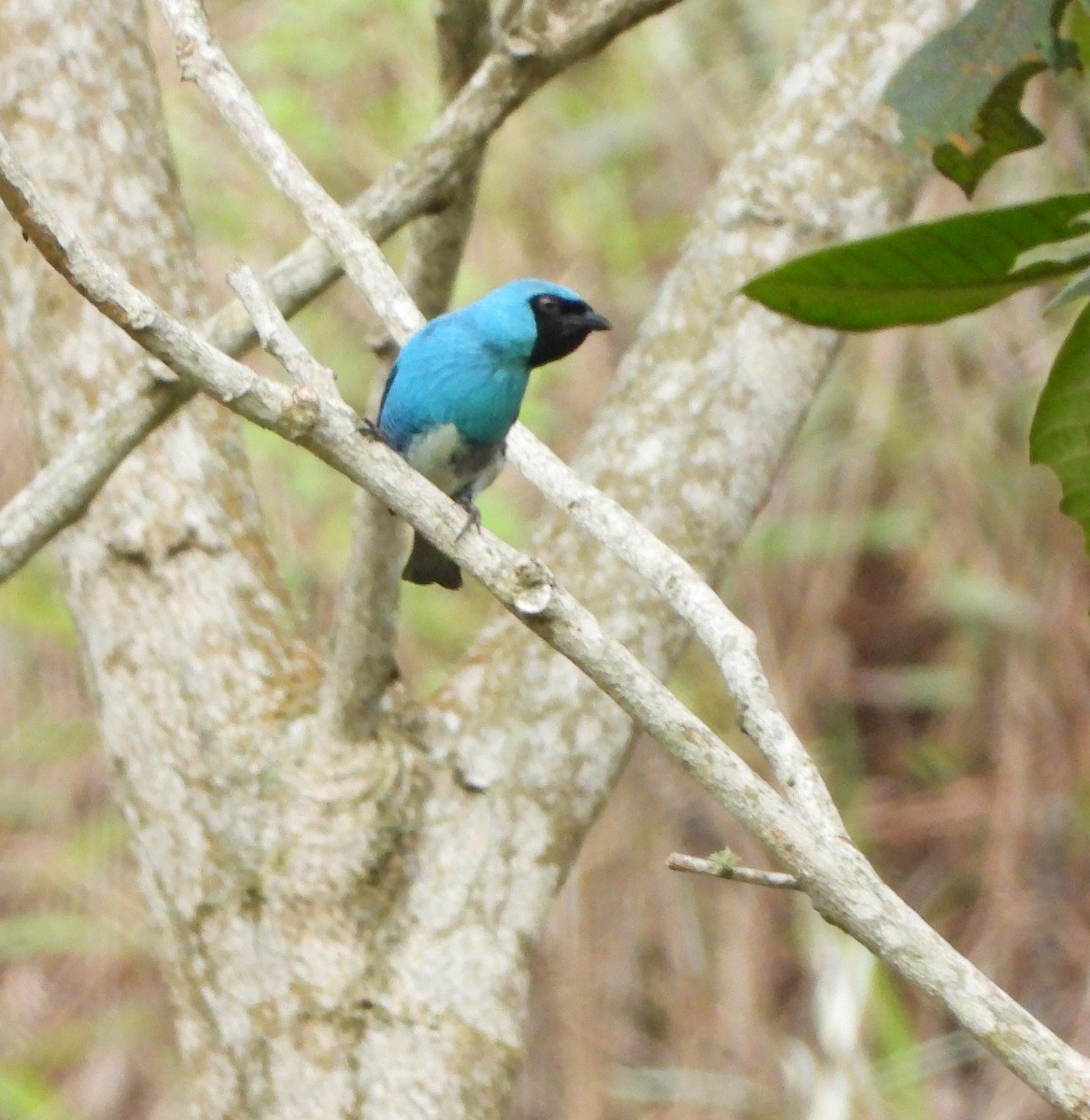 Swallow Tanager - ML620848193