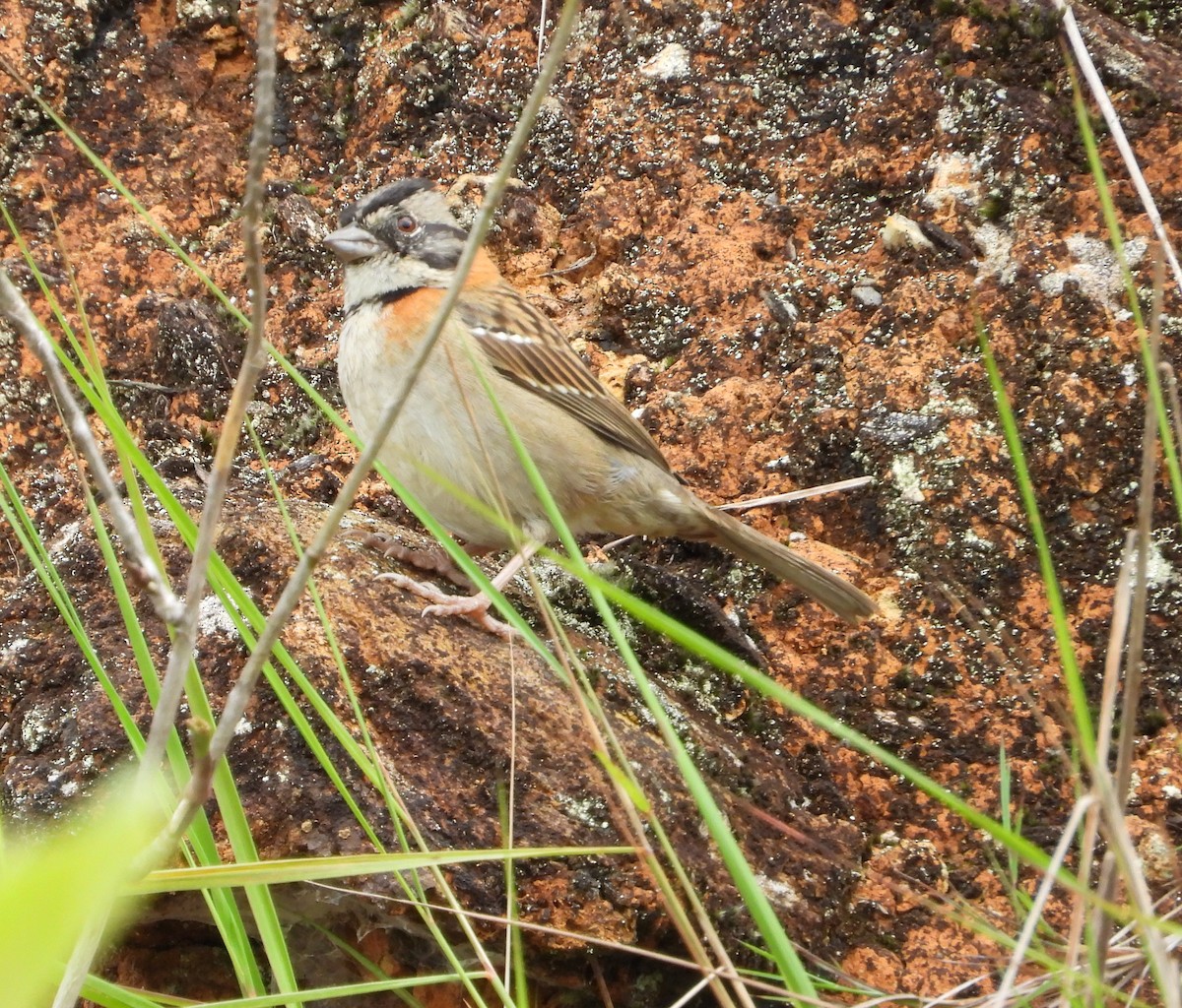 Rufous-collared Sparrow - ML620848194