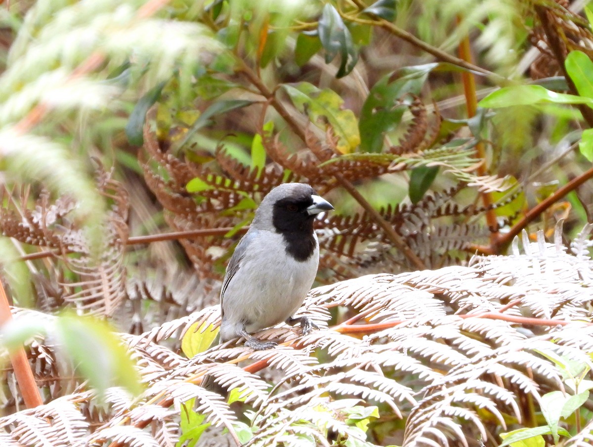 Black-faced Tanager - ML620848201