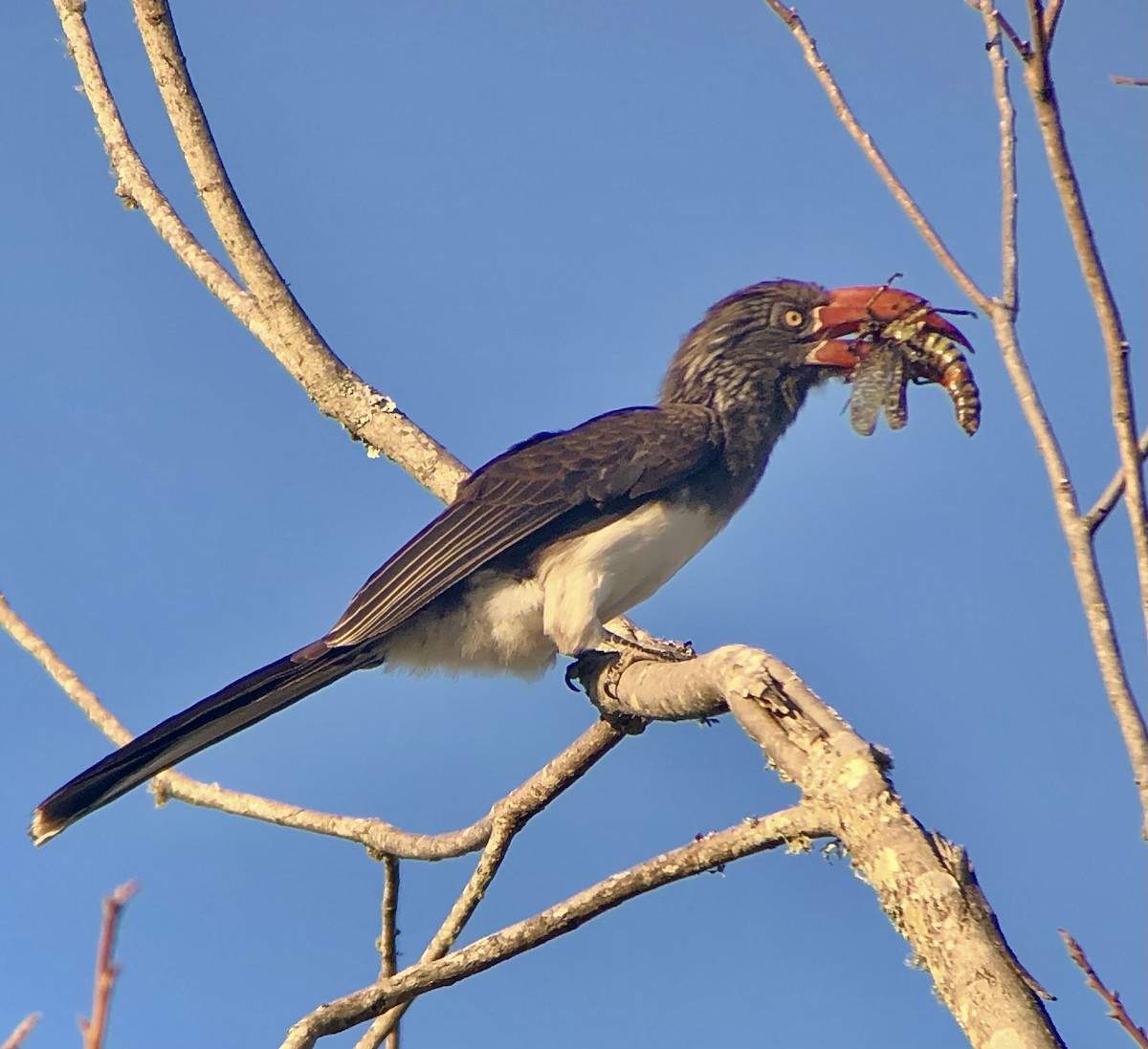 Crowned Hornbill - ML620848204