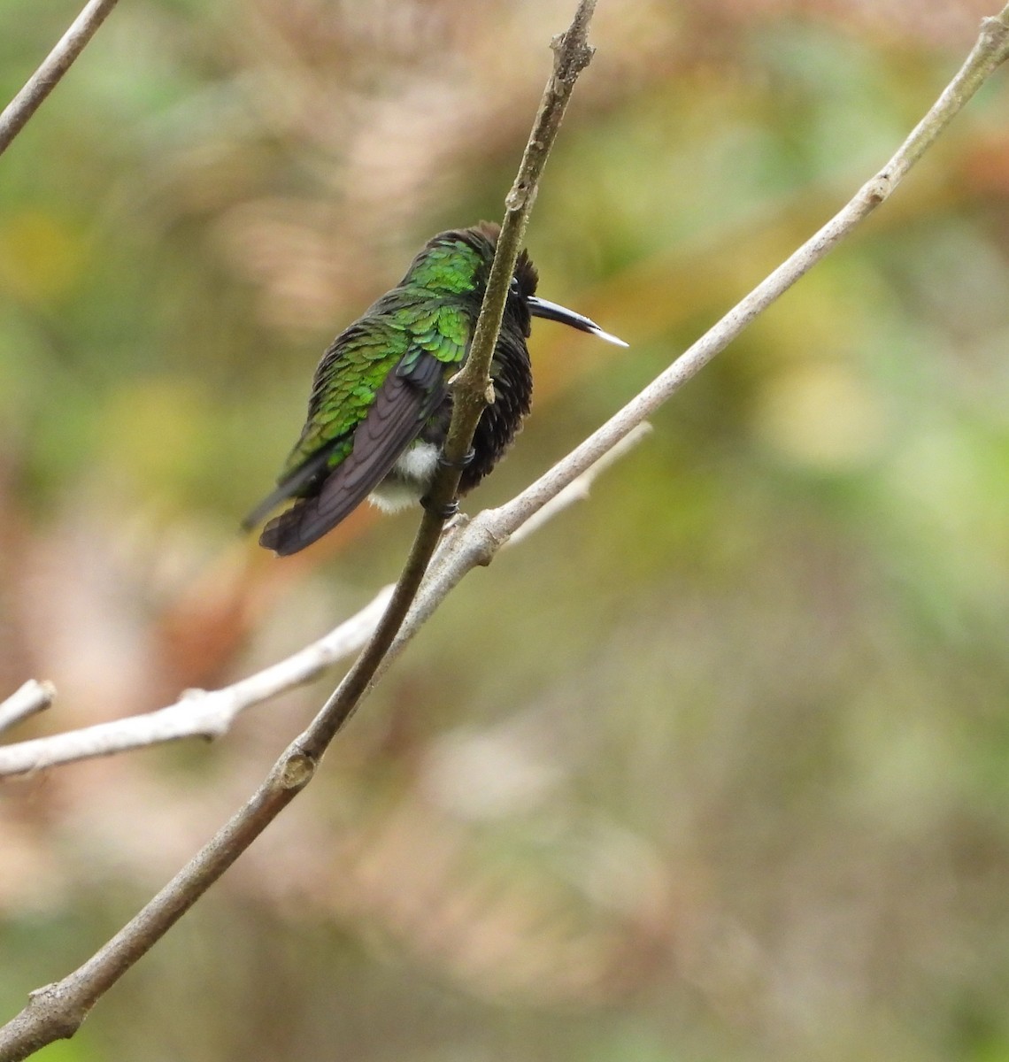 kolibřík modroocasý - ML620848209