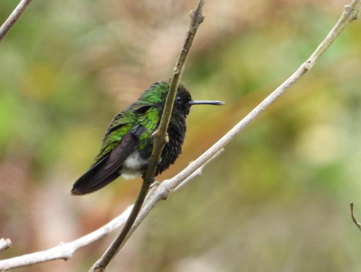 Blue-tailed Emerald - ML620848212