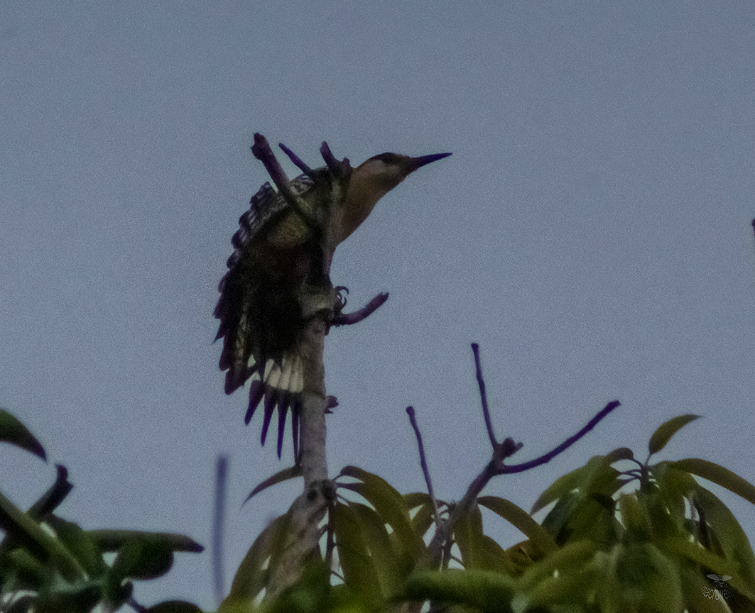 West Indian Woodpecker - ML620848290