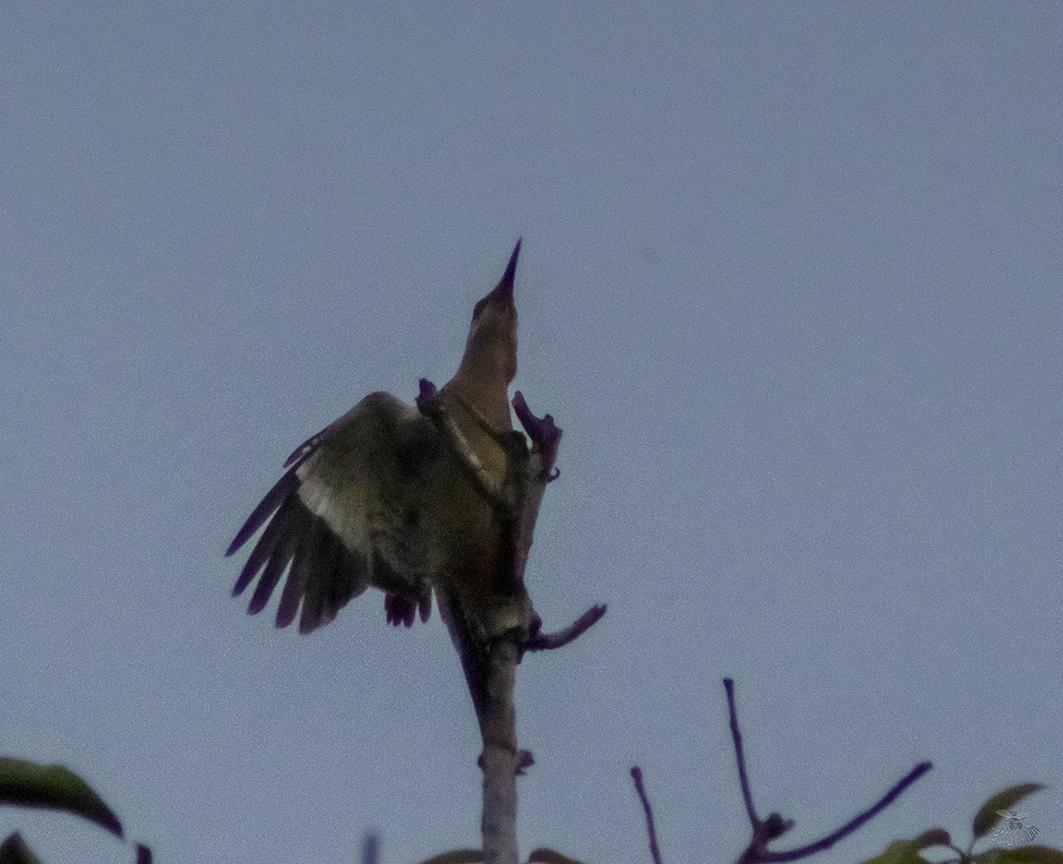 West Indian Woodpecker - ML620848291
