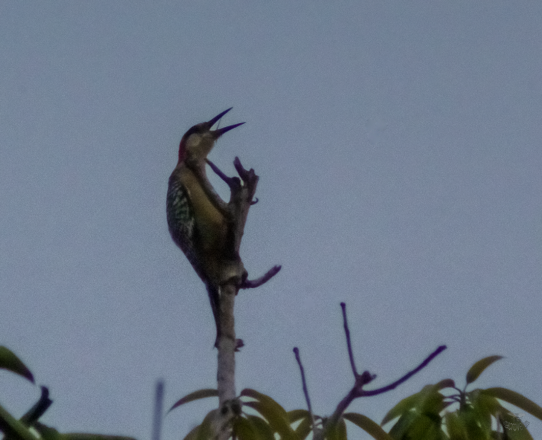 West Indian Woodpecker - ML620848292